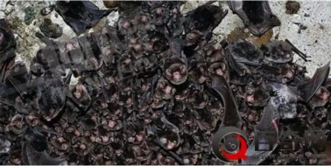 男子山洞探险打开手电瞬间吓尿(图)