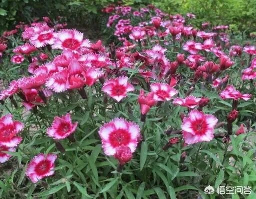 农村山里的石竹子,有什么作用和功效?