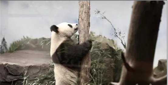 大熊猫抵达南京了吗?