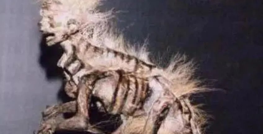 揭阳水鬼事件是真的吗 真实视频记录水库抓打水鬼