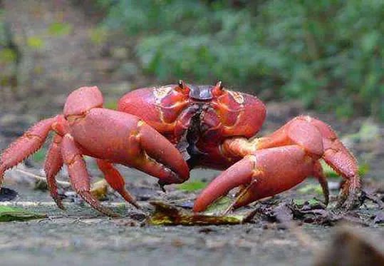 旅行无意发现这幕:近看惊呆了!(组图)