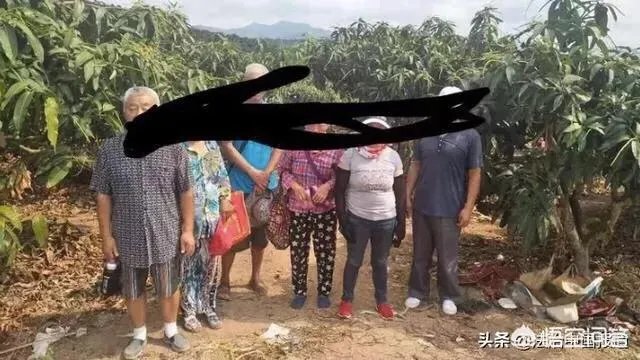 老人海南组团偷芒果的原因是什么?对此你怎么看?