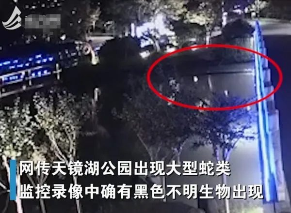 太仓天镜湖大蛇是真是假