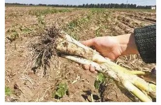 山东销毁毒大葱是真的?