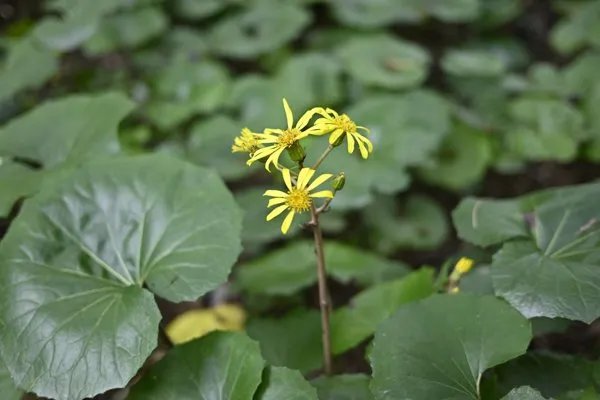 中药网女萎的功效作用