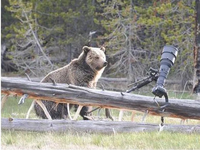 北极熊出逃被射杀是怎么回事?