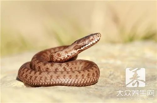 雄黄驱蛇的使用方法