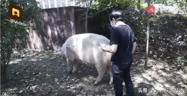 猪坚强13岁了是什么事情?