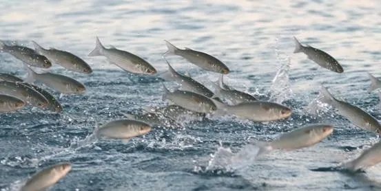 地震瞬间熊猫妈妈携幼崽室外避险,动物对地震的感知能力有多强?