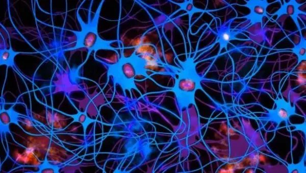 首次证明人脑细胞在体外也有智力，可能会开启哪些新的可能？