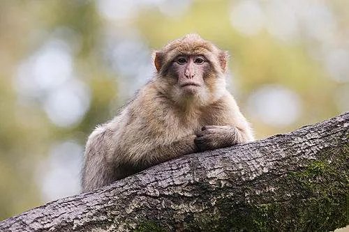 女子登山遭猴子薅头发扒衣服，全程不反抗，对此你怎么看？