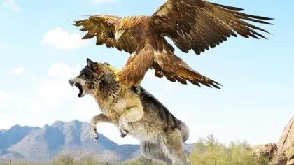 九头金雕和如来的关系