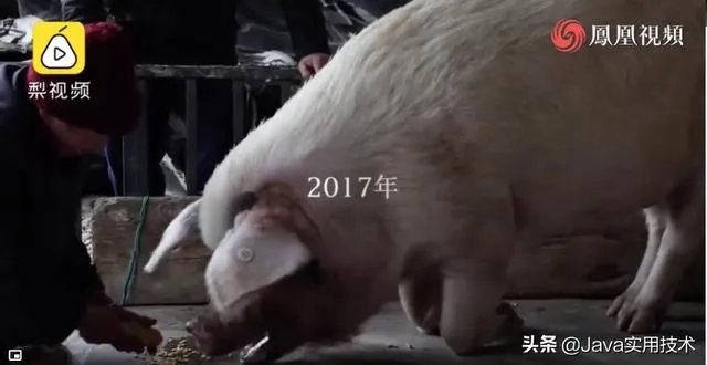 猪坚强13岁了是什么事情?
