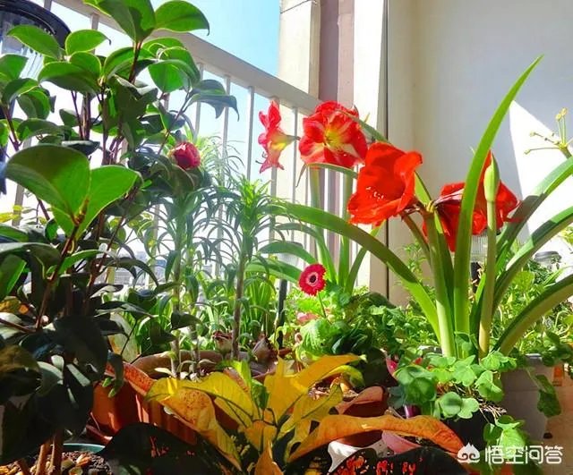 长方形的小阳台怎么打造小花园？