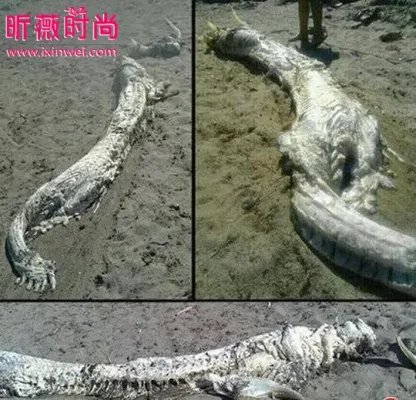 村民修路竟然意外挖出千年真龙(组图)