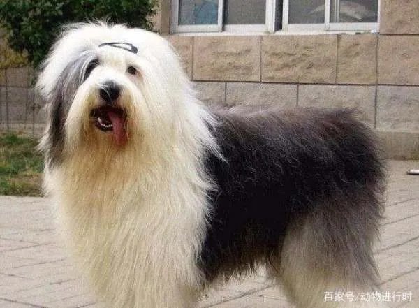 养古牧是一种什么体验?