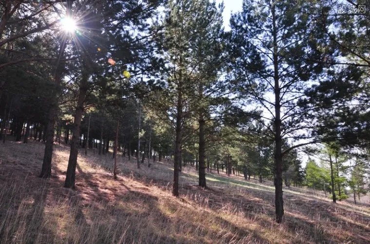 湖南现珍稀青檀树 青檀树价格多少钱