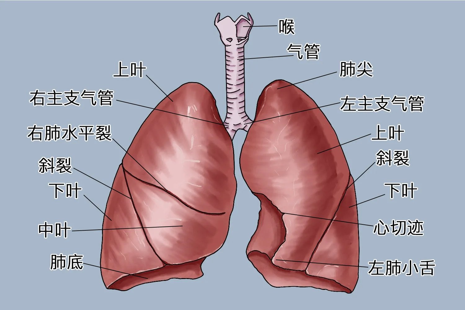 人体五脏结构图