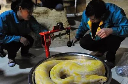 青岛黄金蟒体检 体长四米两年长了近三米