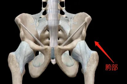 胯在身体哪个位置图