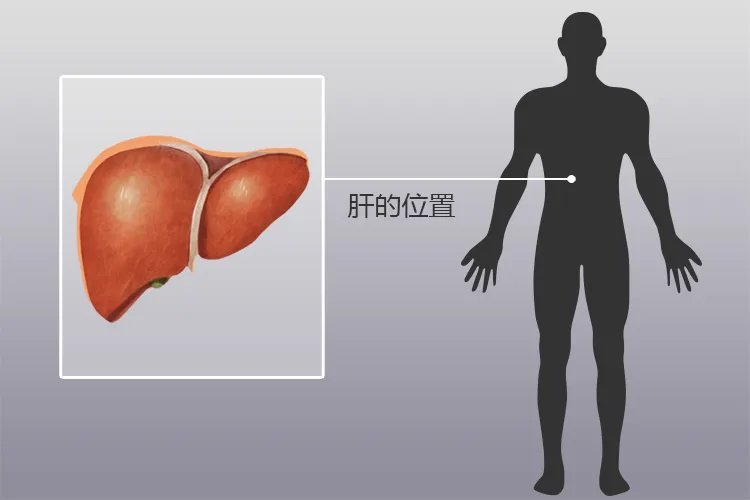 人体五脏结构图