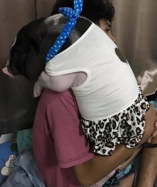 把母猪当女朋友来养是怎么回事?