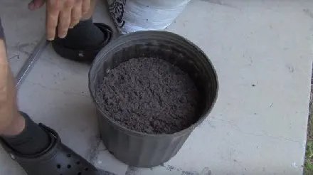 男子把西红柿片放盆中 神奇了(组图)