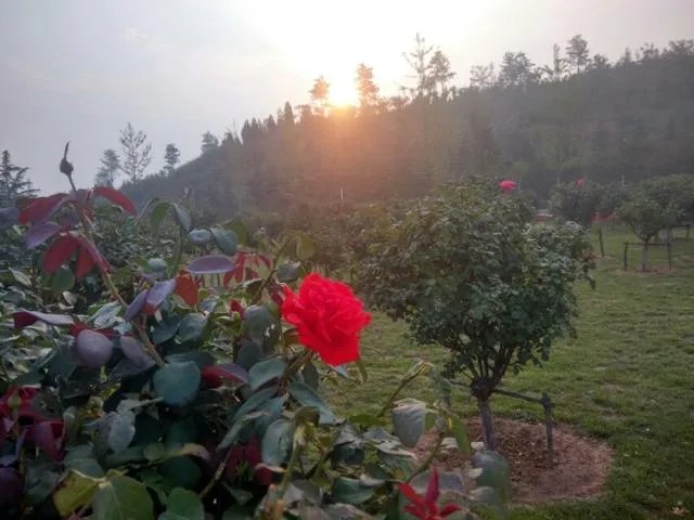 女子在福建泉州深山当灰姑娘，拍照收费288元，称因失恋来这里，否认炒作你怎么看？