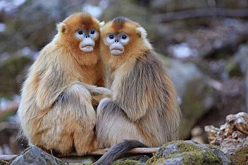 女子登山遭猴子薅头发扒衣服，全程不反抗，对此你怎么看？