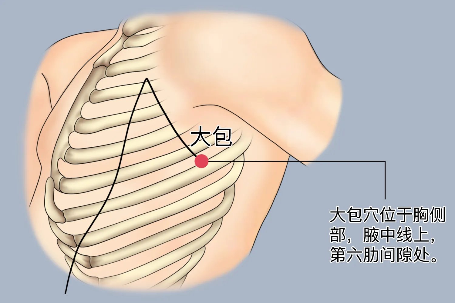 大包的准确位置图和作用及功效