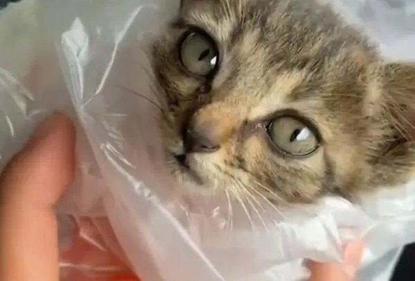 ​流浪猫获“编制”被消防说教到睡着是怎么回事 流浪猫获“编制”被消防说教到睡着具体情况