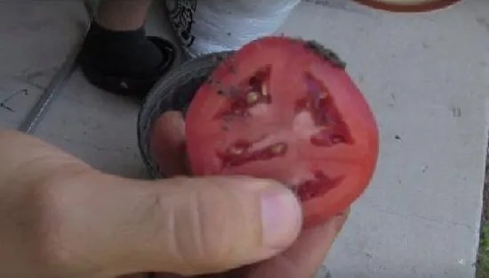 男子把西红柿片放盆中 神奇了(组图)