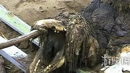 海滩惊现怪兽尸体 盘点10大轰动全球的海滩神秘怪兽