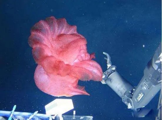 蛟龙号看见了什么 蛟龙号马里亚纳海沟6699米处抓拍