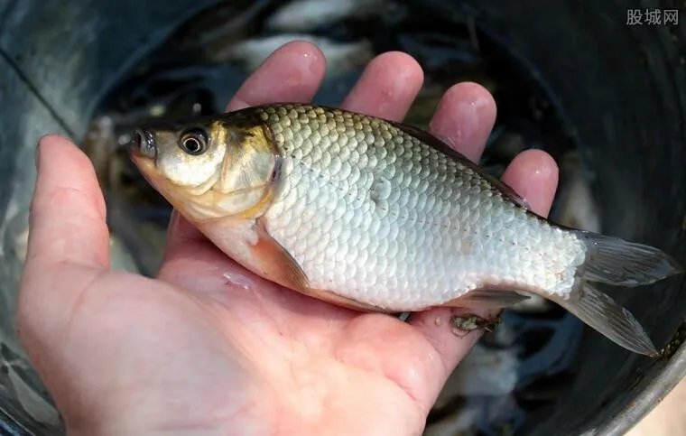 鱼肉价格上涨 为何比去年贵那么多？