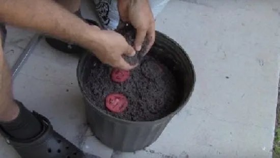 男子把西红柿片放盆中 神奇了(组图)