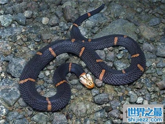 白头蝰蛇值多少钱?毒性极强瞬间让血凝固