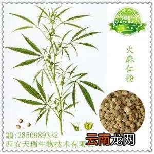 火麻青菜汤