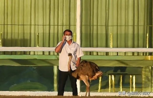 怎么看巴西总统被鸵鸟咬伤?