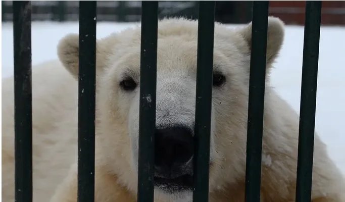北极熊出逃被射杀是怎么回事?