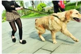 济南发布养犬通告内容是什么？