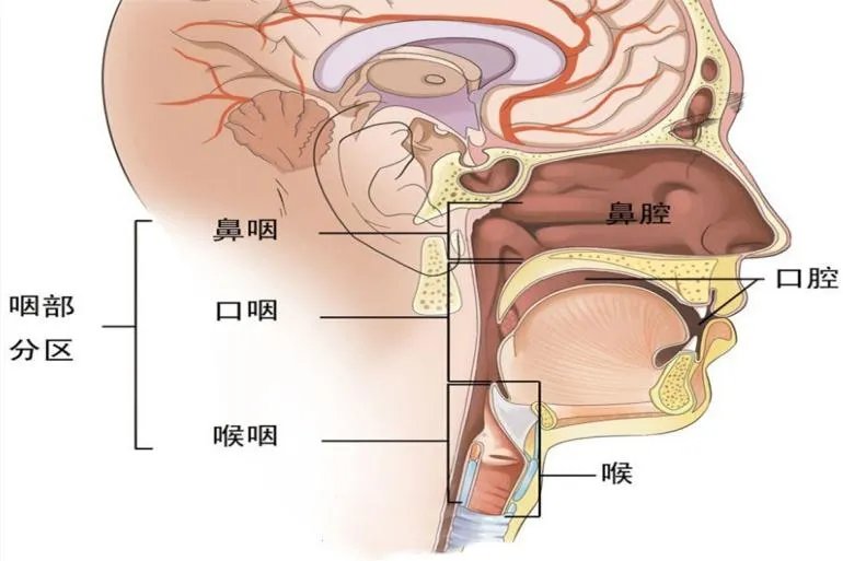 咽部在哪个位置