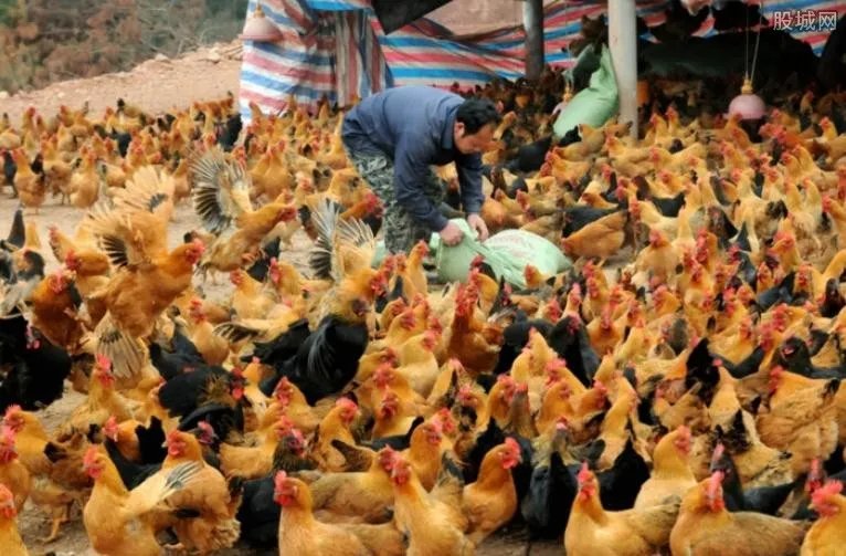 在家养殖什么最赚钱？看看10个赚钱的养殖项目