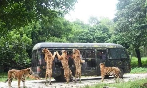 园方通报游客野生动物园擅自下车,到底是怎么回事?