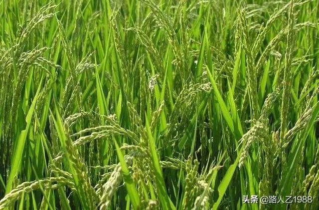 袁隆平提出发展“海水稻”目标:选育品种,每年可增产300亿公斤,你怎么看?