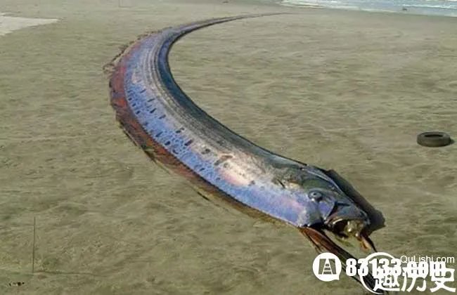 神奇动物伴随地震和海啸 皇带鱼的恐怖传说