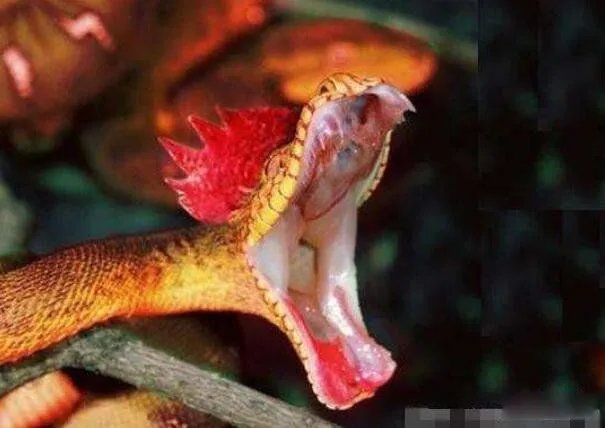 印度三头蛇真实图片有多可怕 三头蛇真的存在吗