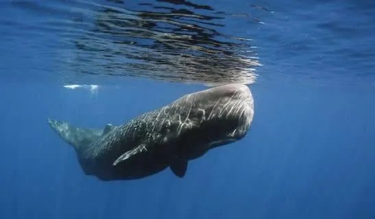 渔夫捡到一块臭石头 竟是价值数百万(图)