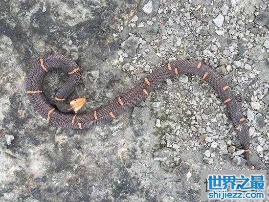 白头蝰蛇值多少钱?毒性极强瞬间让血凝固