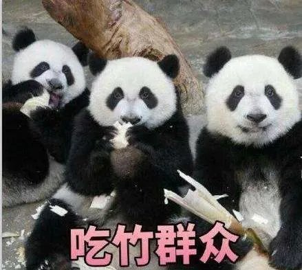 日本为熊猫建豪宅 为什么日本为熊猫建豪宅?